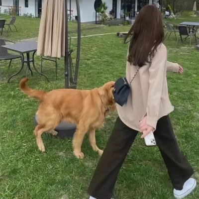 琵琶怨 海报